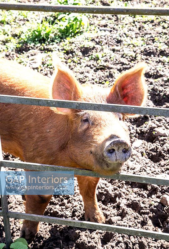Pig in paddock