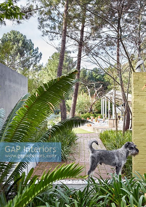 Pet dog standing in garden