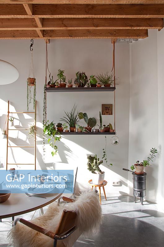Modern dining room with houseplant display