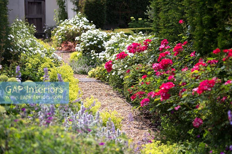 Gravel path through garden borders with Roses and Alchemilla