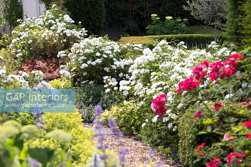 Gravel path through garden borders with Roses and Alchemilla