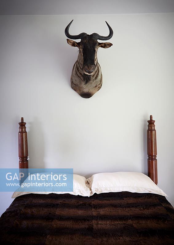 Taxidermy above bed