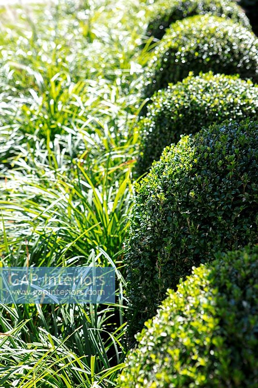 Ornamental grass and clipped shrubs in border