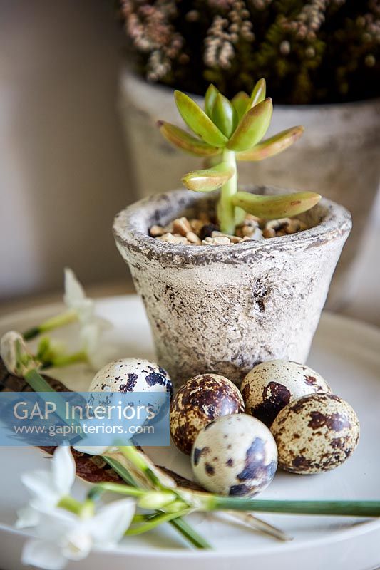 Succulent in pot with quails eggs and Narcissus flowers