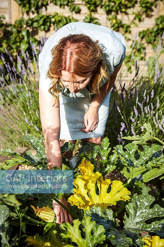 Woman picking courgettes