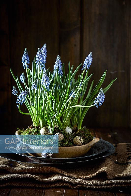 Bowl of Muscari flowers with Quails eggs