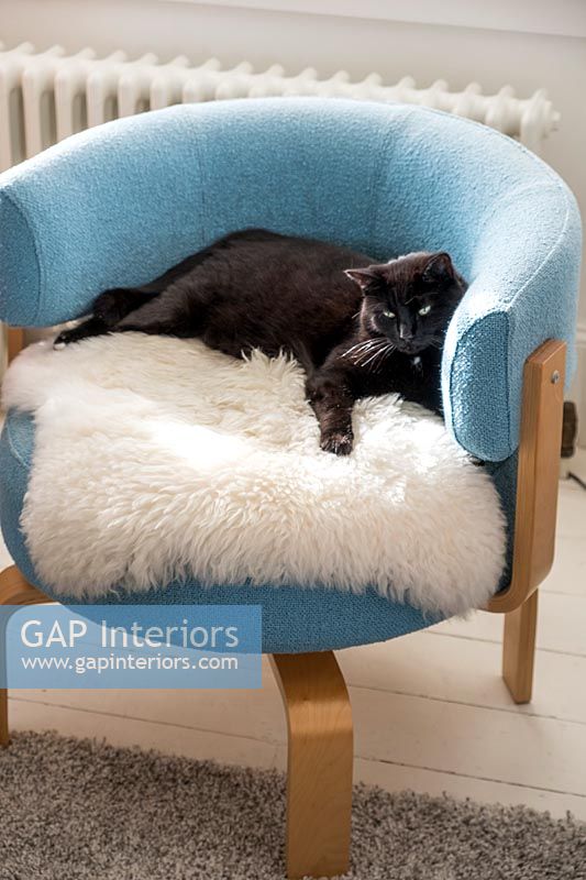 Pet cat in chair