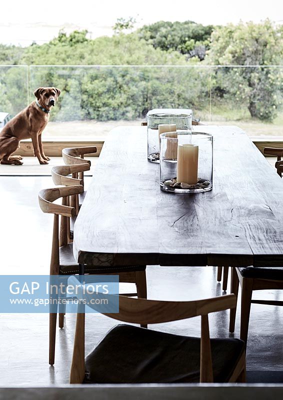 Modern open plan dining room and pet dog