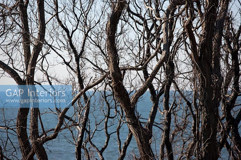 Trees with sea behind