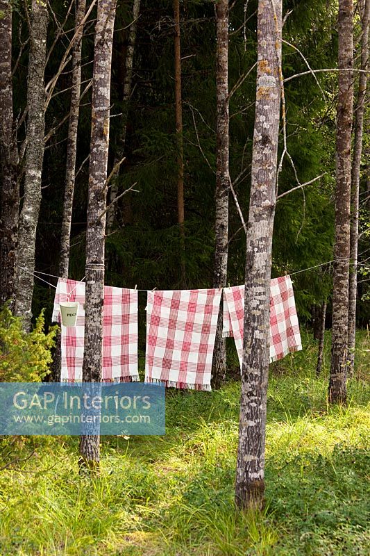 Washing line in the woods