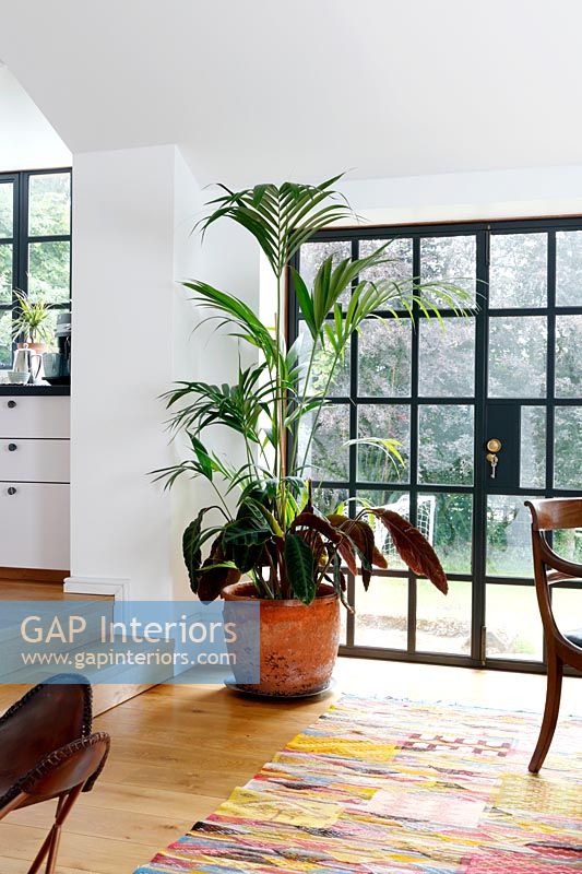 Large houseplant in front of black framed French windows 