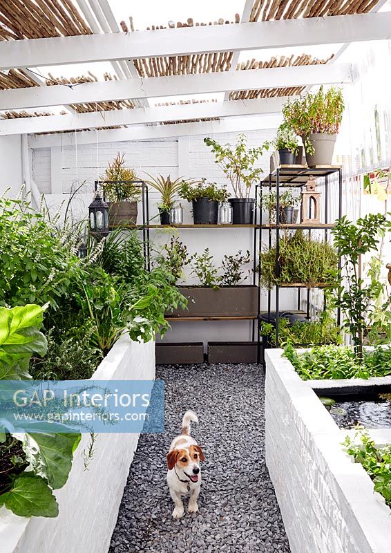 Plants on shelves and in planters with pet dog