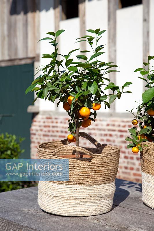 Small citrus tree in basket