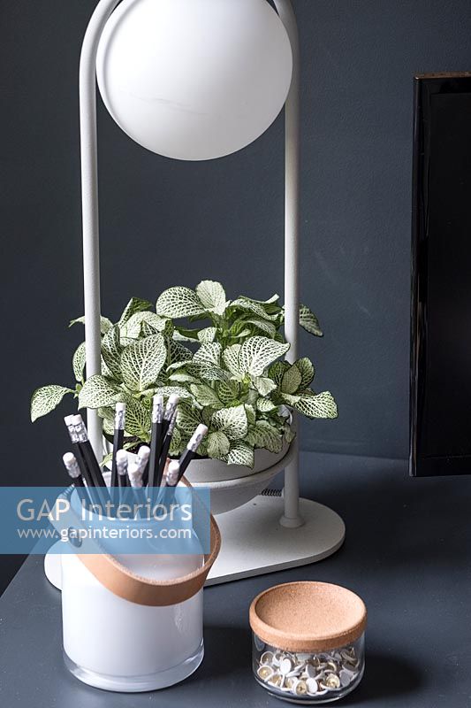 Silver lamp with built in plant holder against black painted wall on desk 