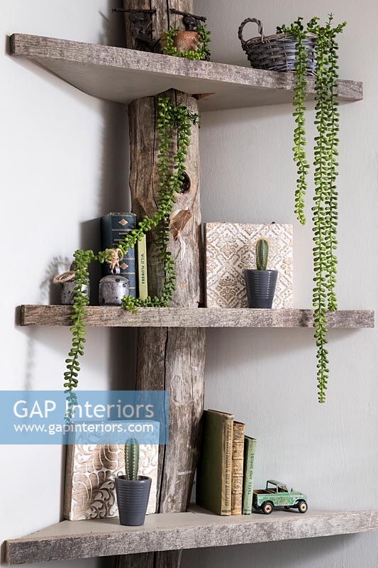 Corner shelves with tree branch and trailing succulents 