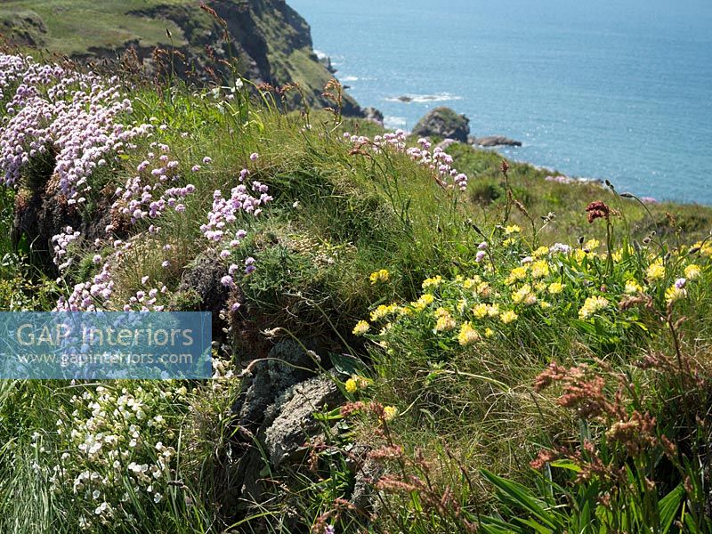 Sea Pink or Thrift, and other wild flowers on grassy banks in Cornwall