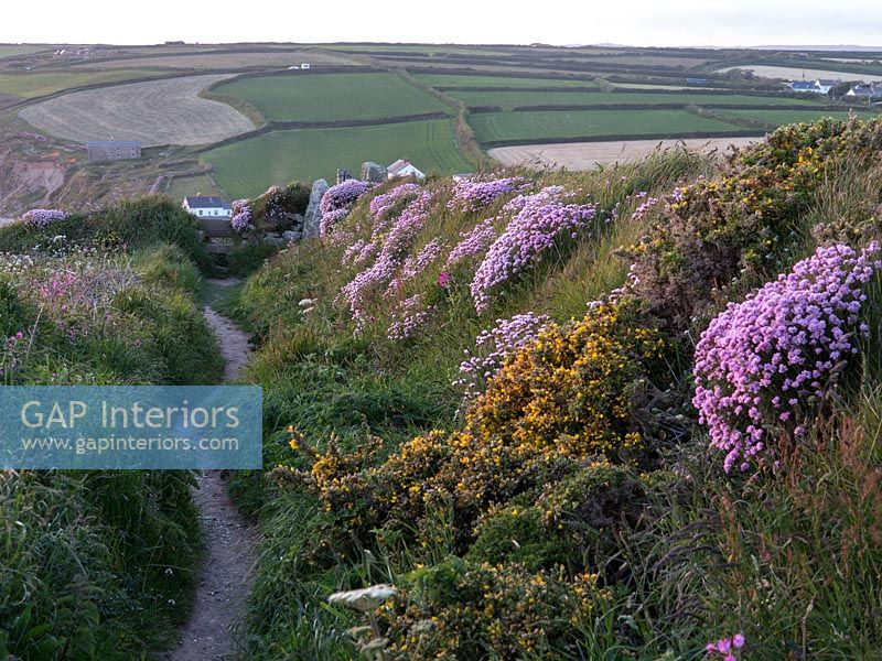 South West Coast Path on the Lizard, near Gunwalloe, Cornwall. Wild flowers