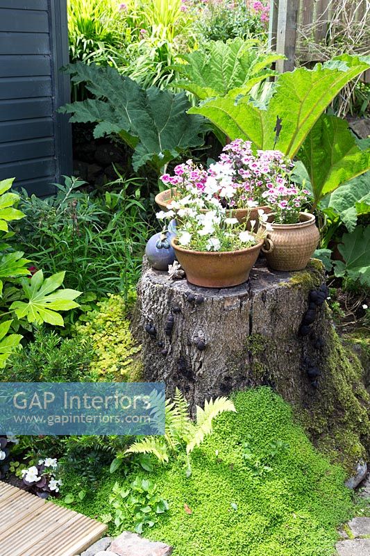 Small tree stump and bog garden with flowering plants in containers 