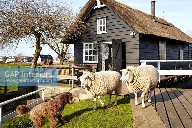 Sheep and a dog outside wooden house with thatched roof 