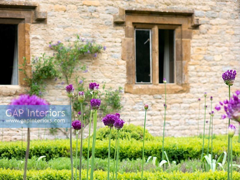 Traditional Cotswold stone home with alliums in garden 