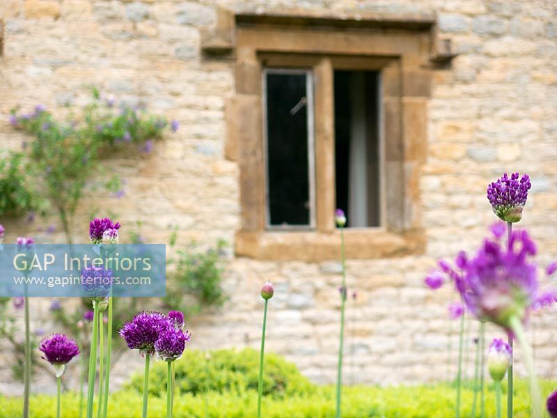 Alliums flowering in garden - Traditional Cotswold stone home