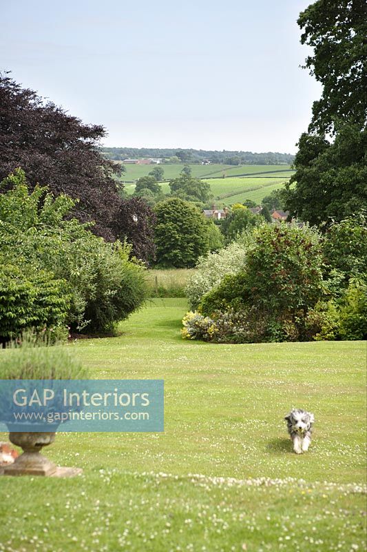 Pet dog in country garden with countryside views 