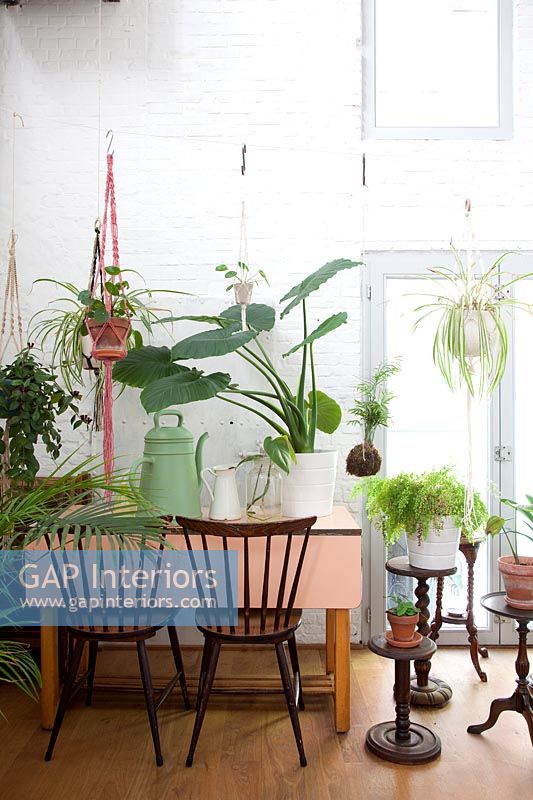 Collection of houseplants 