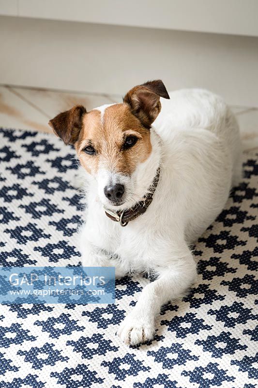 Allchorn Home - feature.  Pet jack Russell terrier dog  