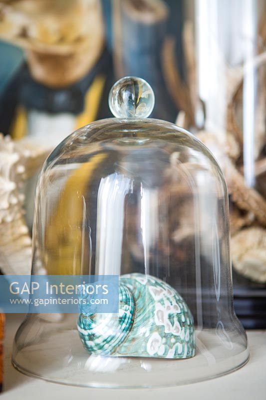 Decorative sea shell under glass bell jar