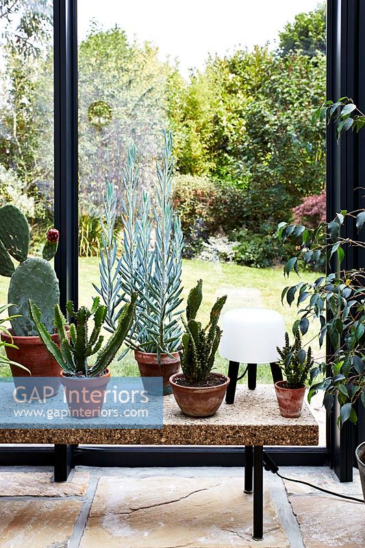 Wooden table with cacti in pots in modern conservatory 
