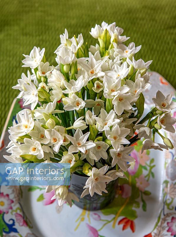 Close up Paperwhite narcissus flowers 