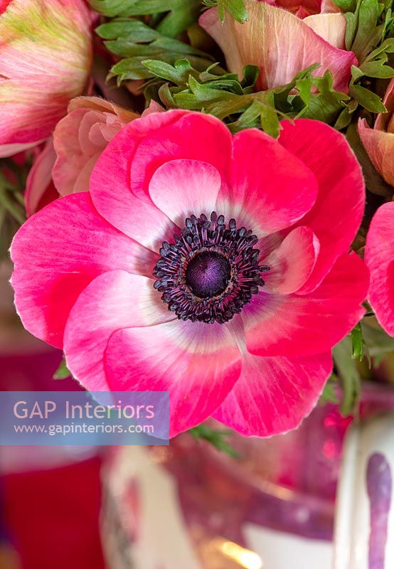 Close up pink anemone flower 