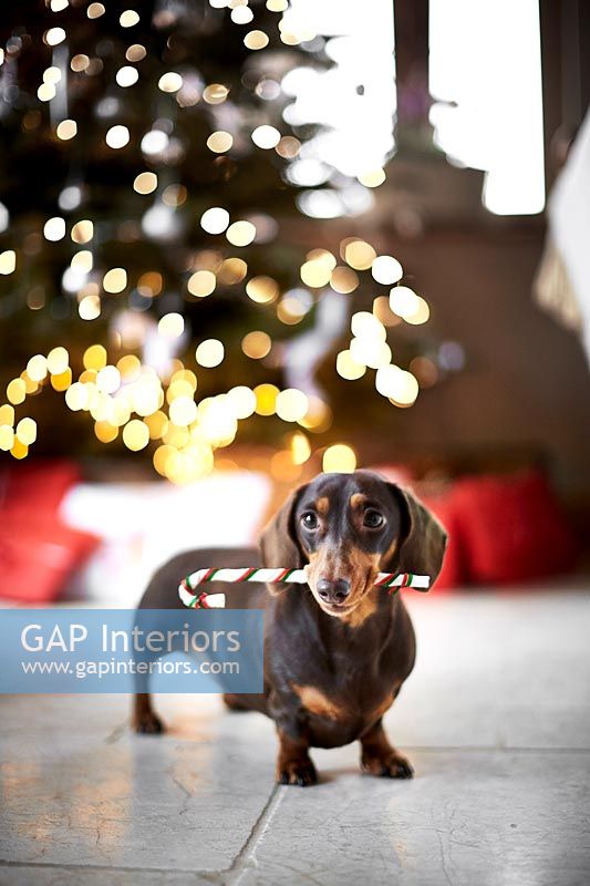Pet dog in front of Christmas tree 