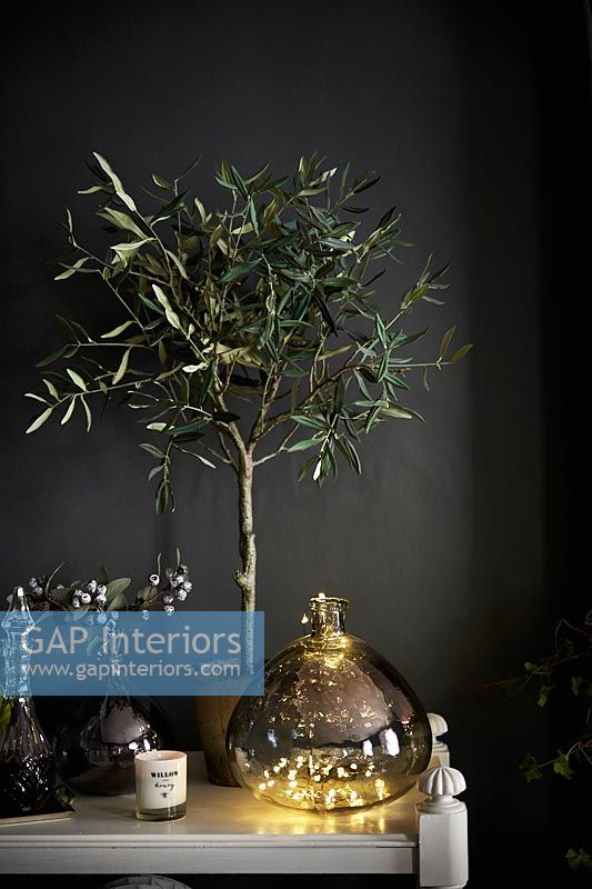 Miniature olive tree in pot