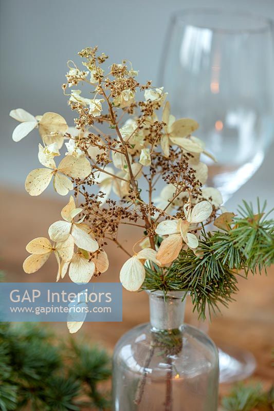 Detail of dried hydrangea flowers in vase on Christmas table 