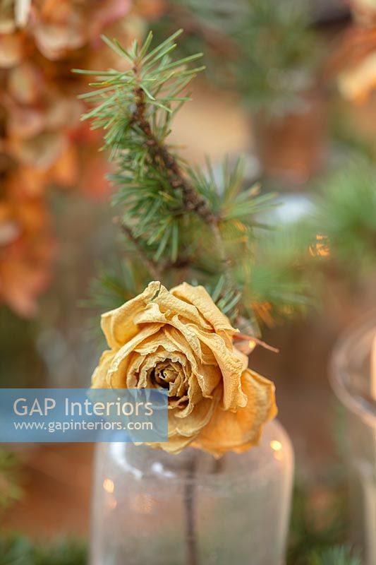Golden dried rose and sprig of fir foliage in glass bottle vase 
