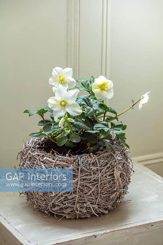 White hellebores in basket container 