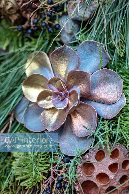 Succulent plant sprayed gold - detail of Christmas wreath 