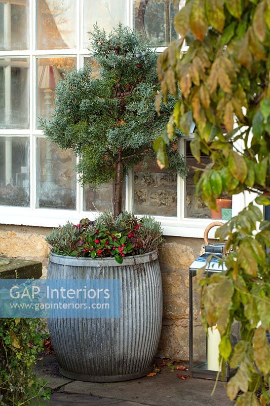 Large metal container with Juniper tree in country garden - December 