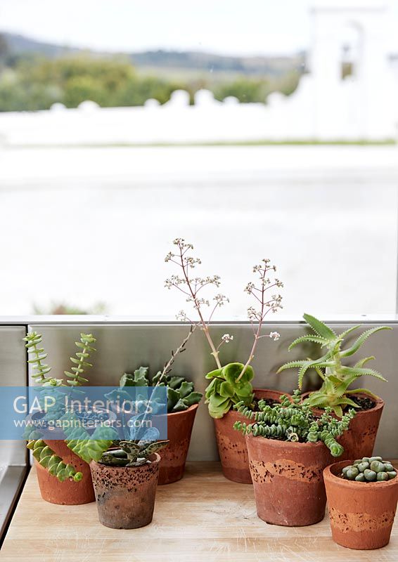 Houseplants in terracotta pots 