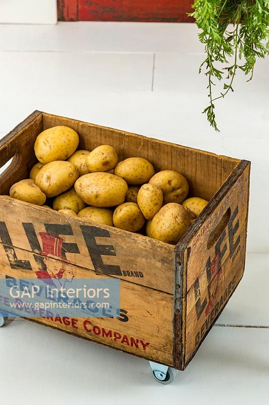 Wooden crate on wheels storing potatoes 