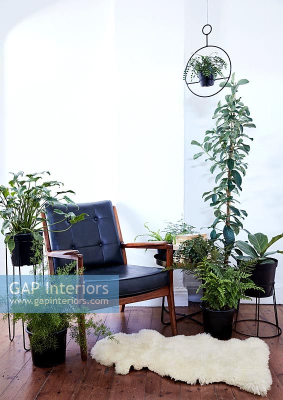 Modern living room with display of houseplants 
