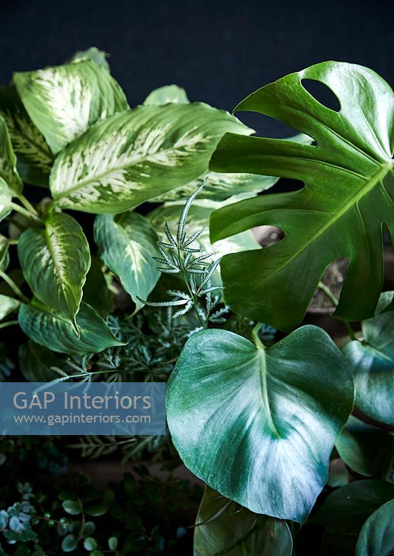 Green houseplants - detail 