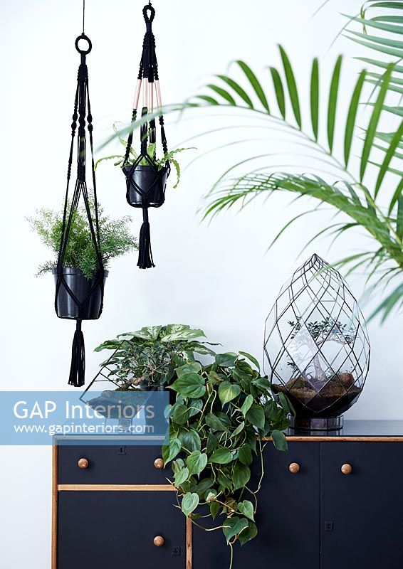 Green houseplants in black containers 
