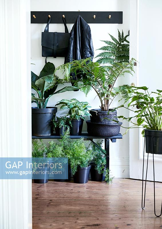 Display of green houseplants in black containers 