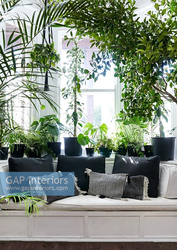 Living room with display of green houseplants in black containers 