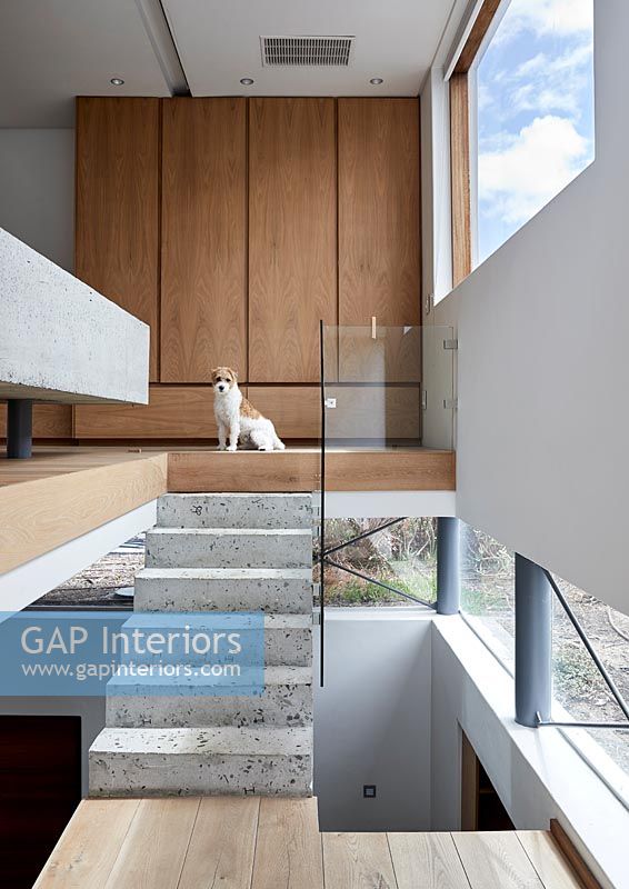 Pet dog at top of concrete steps to mezzanine bedroom 