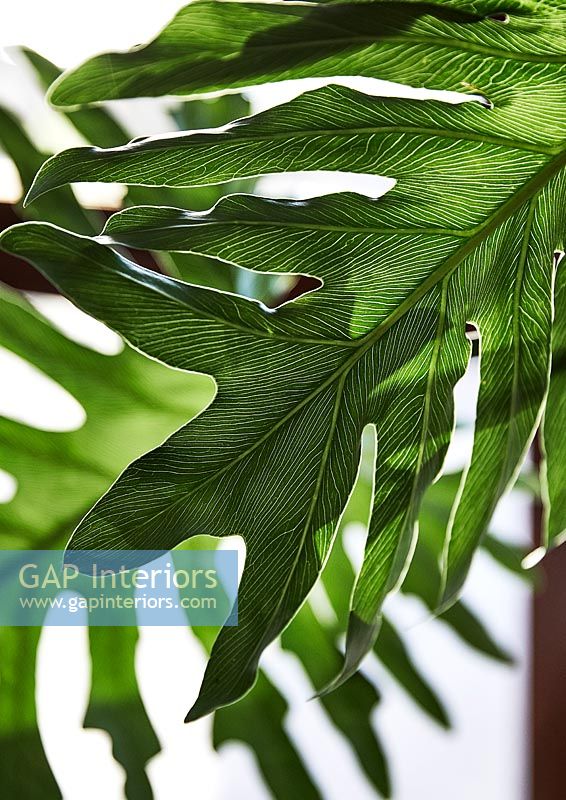 Large green leaf - houseplant detail 