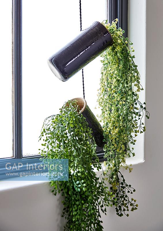 Hanging house plants