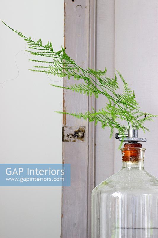 Glass bottle with fern displayed 